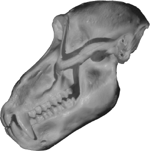 skull illustration