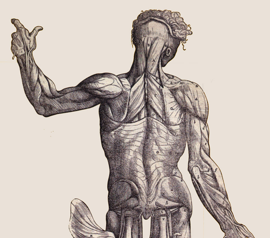 human anatomy drawing. knowledge of human anatomy