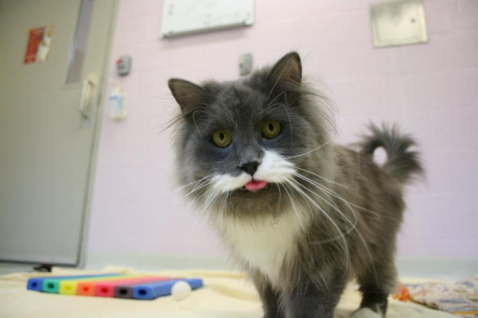 My girlfriend and I take photos of cats at Toronto Animal Services to help  them get adopted, this cat was particularly pleased to have her photo  taken...