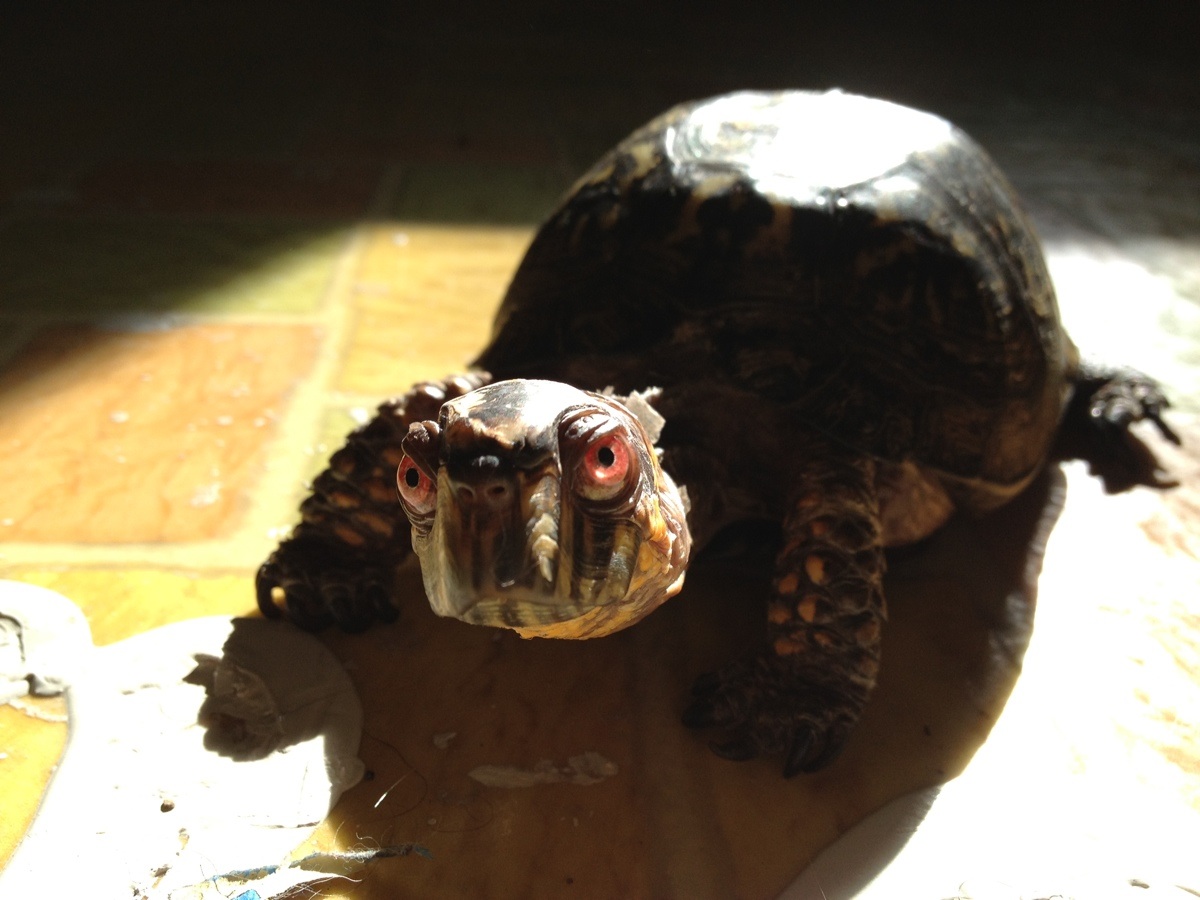 Turtle Loves Brush : r/aww