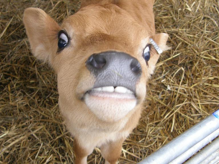 Funny Cow Smiling