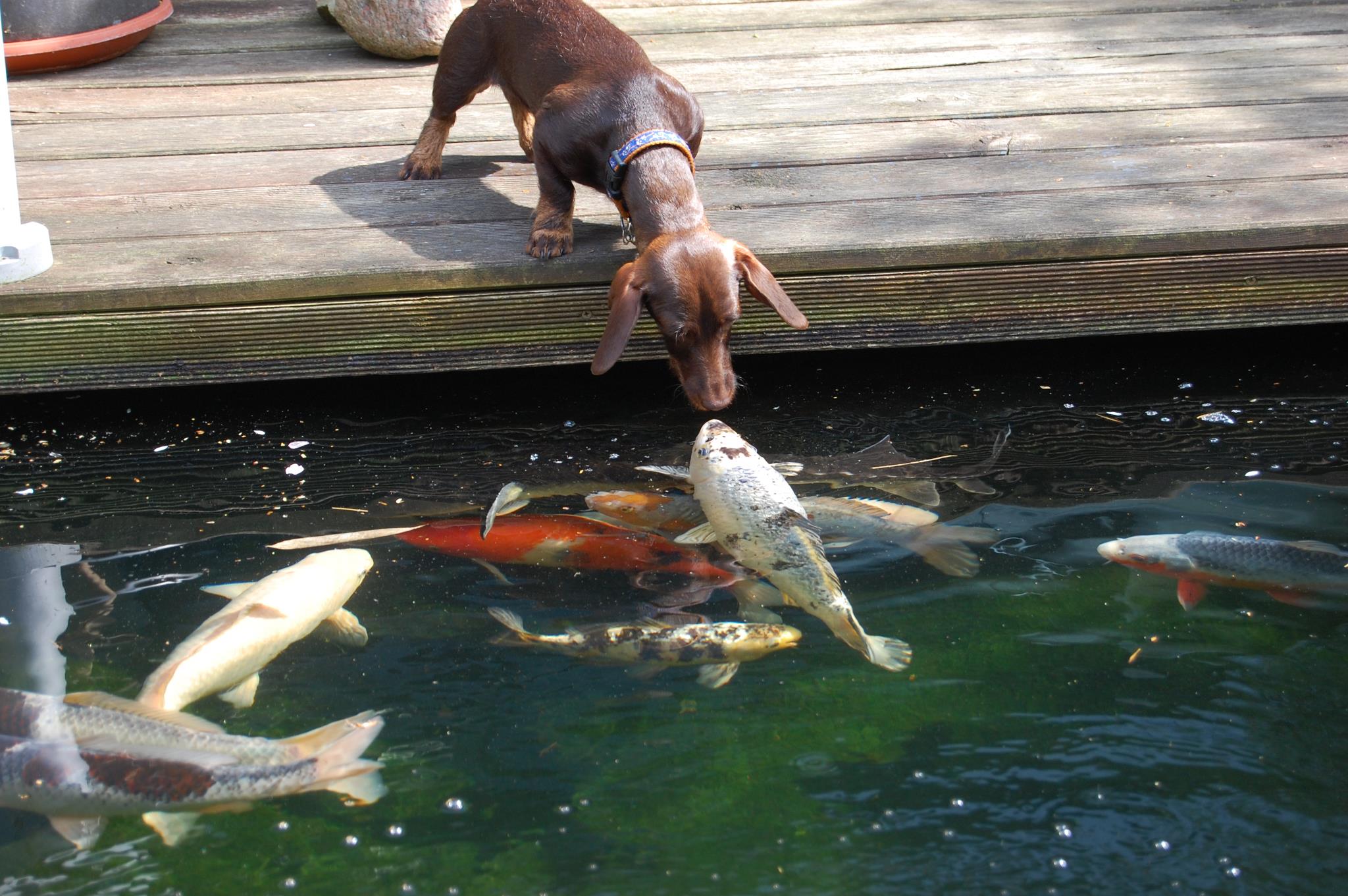 Собаки рыбу съедят. Собака ловит рыбу. Кои в пруду. Золотая рыбка в водоеме. Смешная Прудовая рыба.